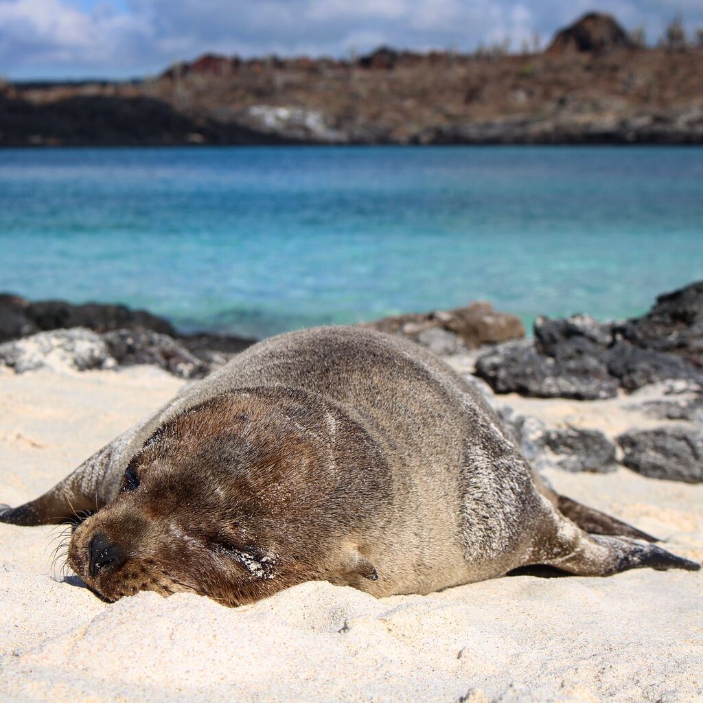 Südamerika - Erleben Sie die Schönheit der Galápagos Seelöwen