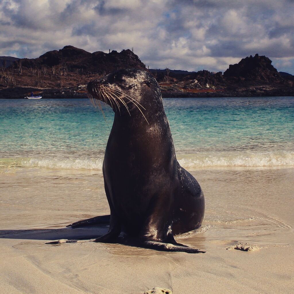 Erkunden Sie die Galápagos Seelöwe